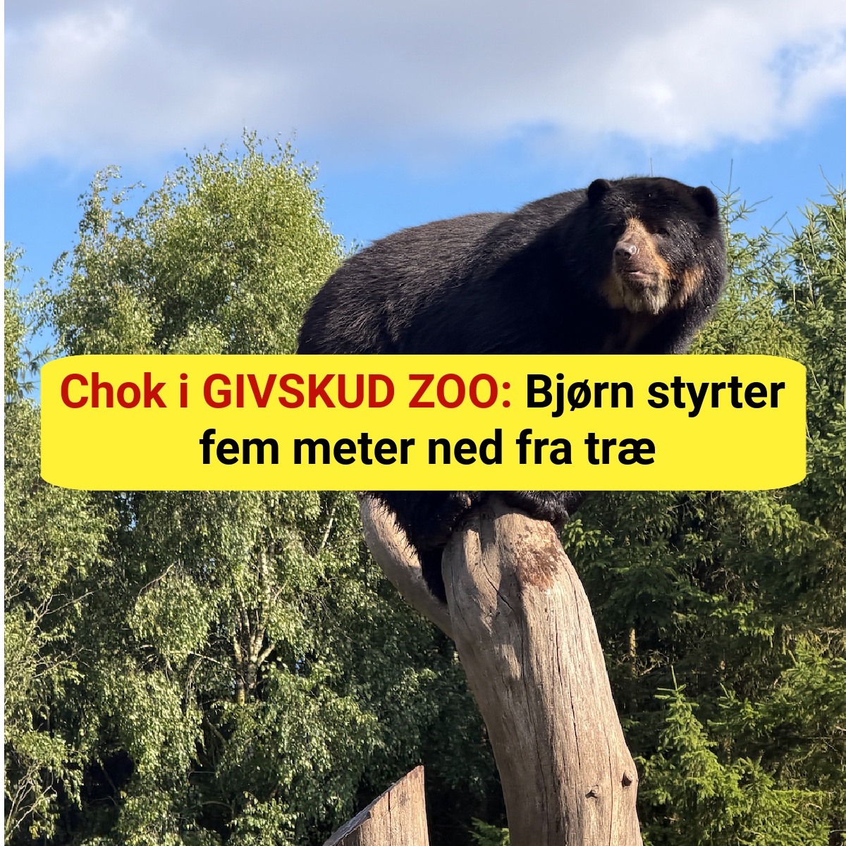 Chok i GIVSKUD ZOO: Bjørn styrter fem meter ned fra træ