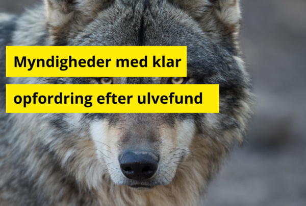 Ny udvikling i jagten på problemulven
