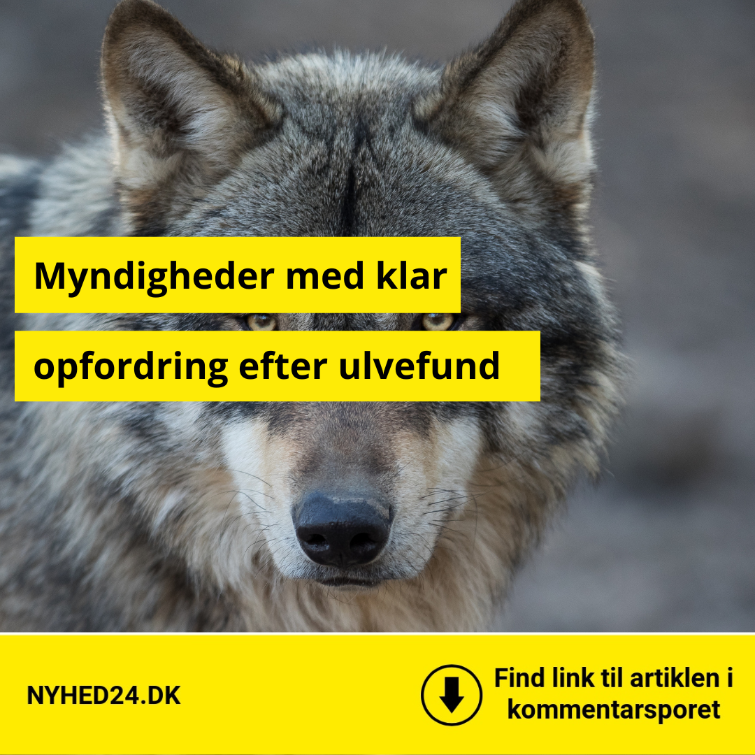 Ny udvikling i jagten på problemulven