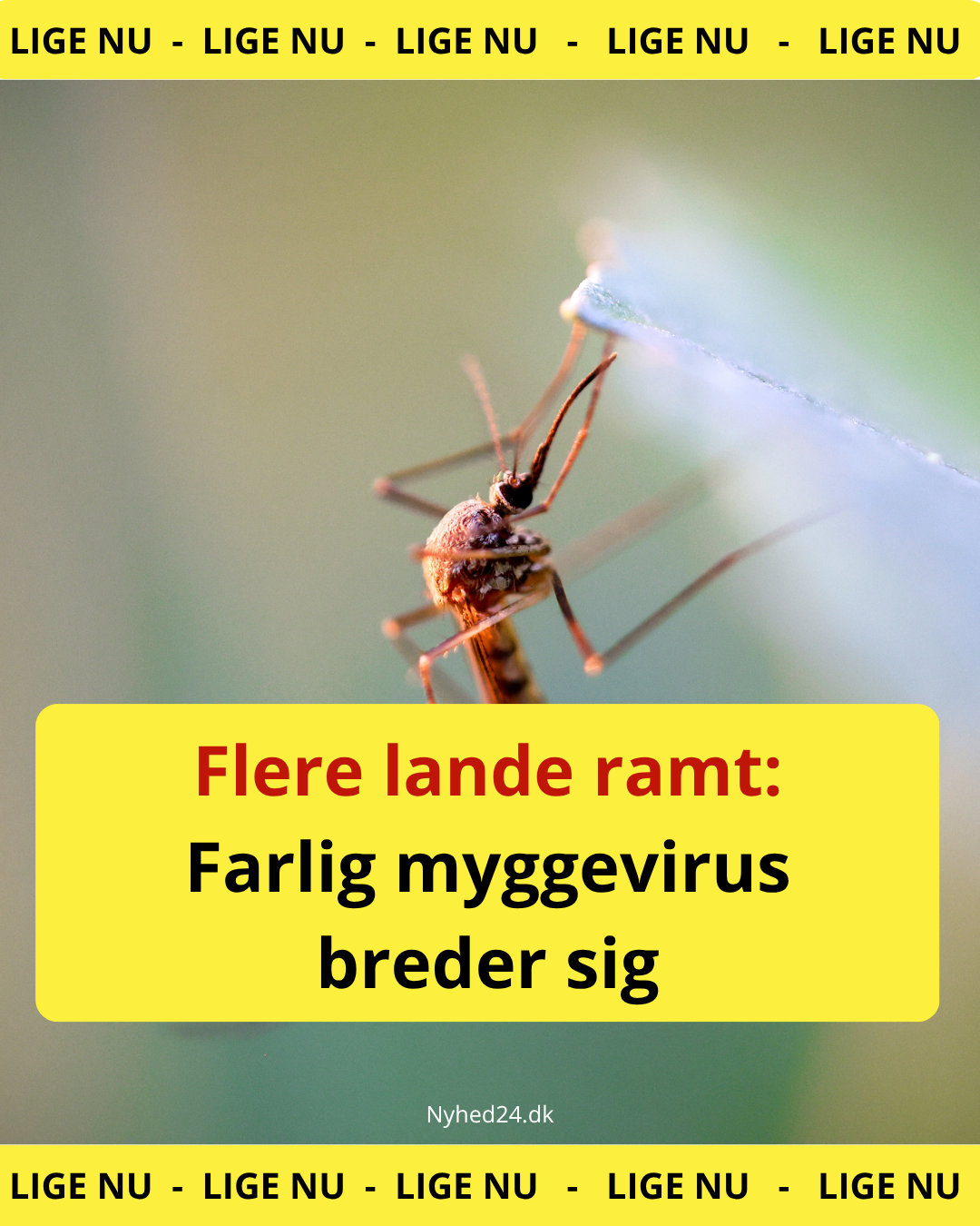 Frygtet virus breder sig – 12 lande ramt