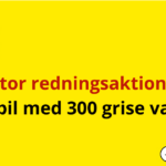 Stor redningsaktion: Lastbil med 300 grise væltet