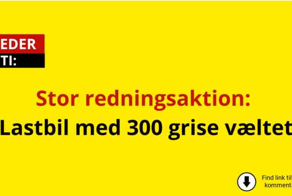 Stor redningsaktion: Lastbil med 300 grise væltet