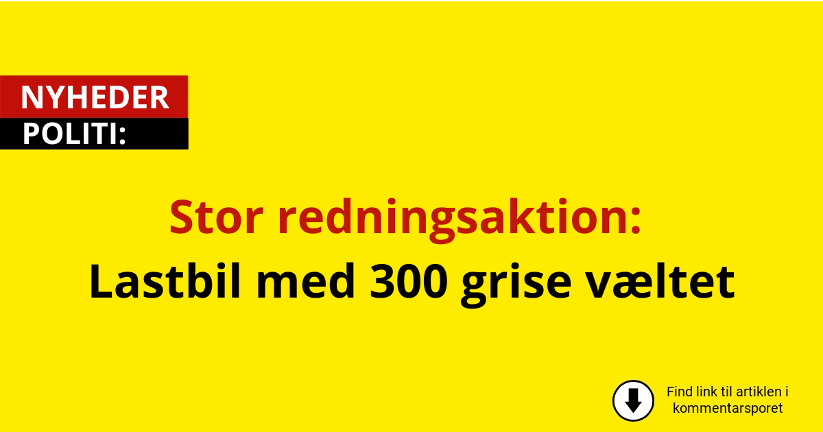 Stor redningsaktion: Lastbil med 300 grise væltet