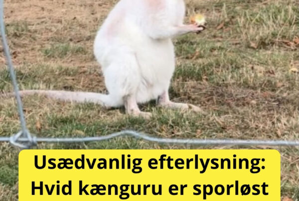 Albino-kænguru forsvundet: Familien frygter kulden
