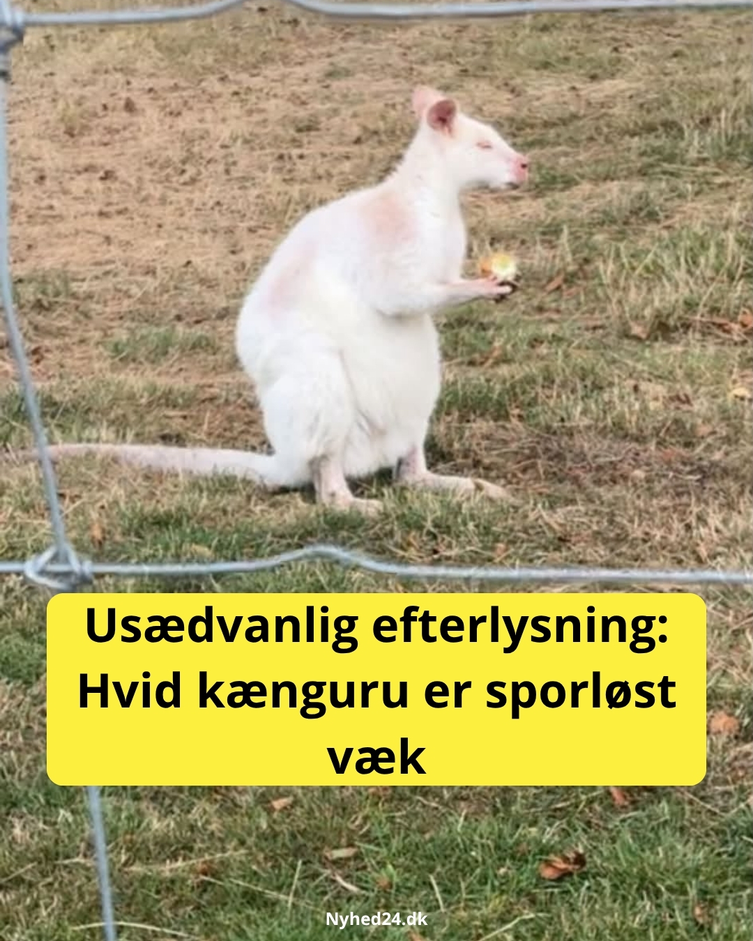 Albino-kænguru forsvundet: Familien frygter kulden