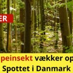 Kæmpeinsekt vækker opsigt: Spottet i Danmark