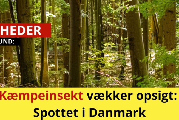 Kæmpeinsekt vækker opsigt: Spottet i Danmark