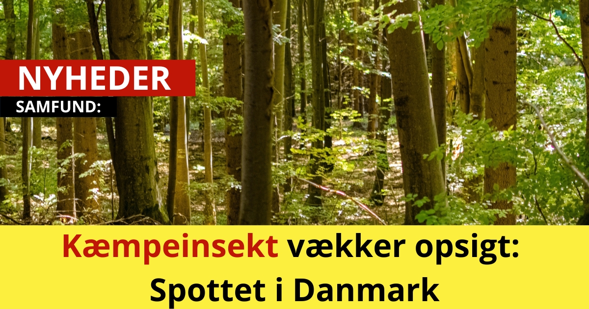 Kæmpeinsekt vækker opsigt: Spottet i Danmark