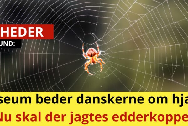 Museum beder danskerne om hjælp: Nu skal der jagtes edderkopper
