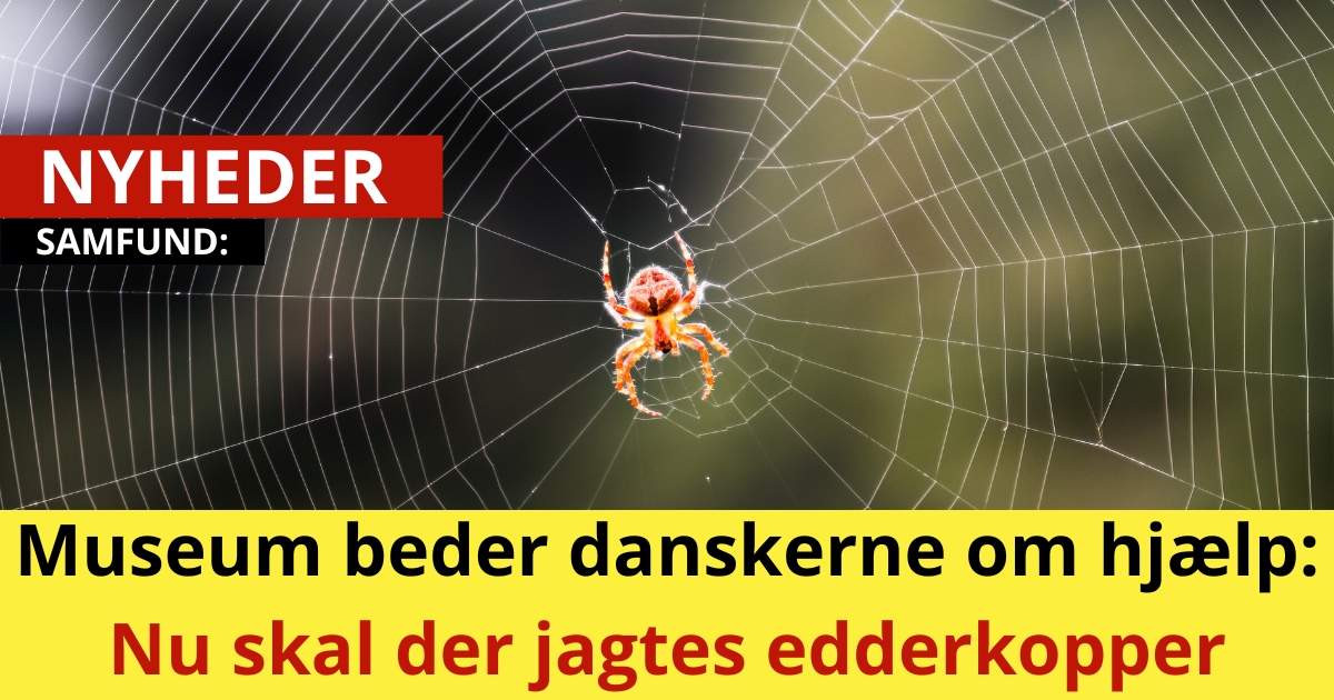 Museum beder danskerne om hjælp: Nu skal der jagtes edderkopper