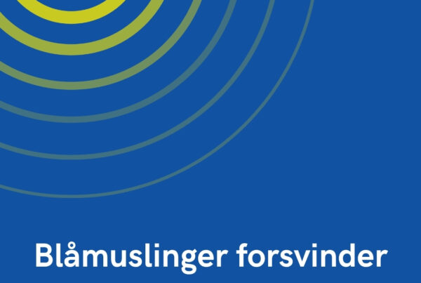 Blåmuslinger forsvinder fra Limfjorden – nu griber ministeren ind