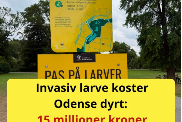 Odense brugte millioner på larvebekæmpelse – nu er regningen endnu størreOdense brugte millioner på larvebekæmpelse – nu er regningen endnu større