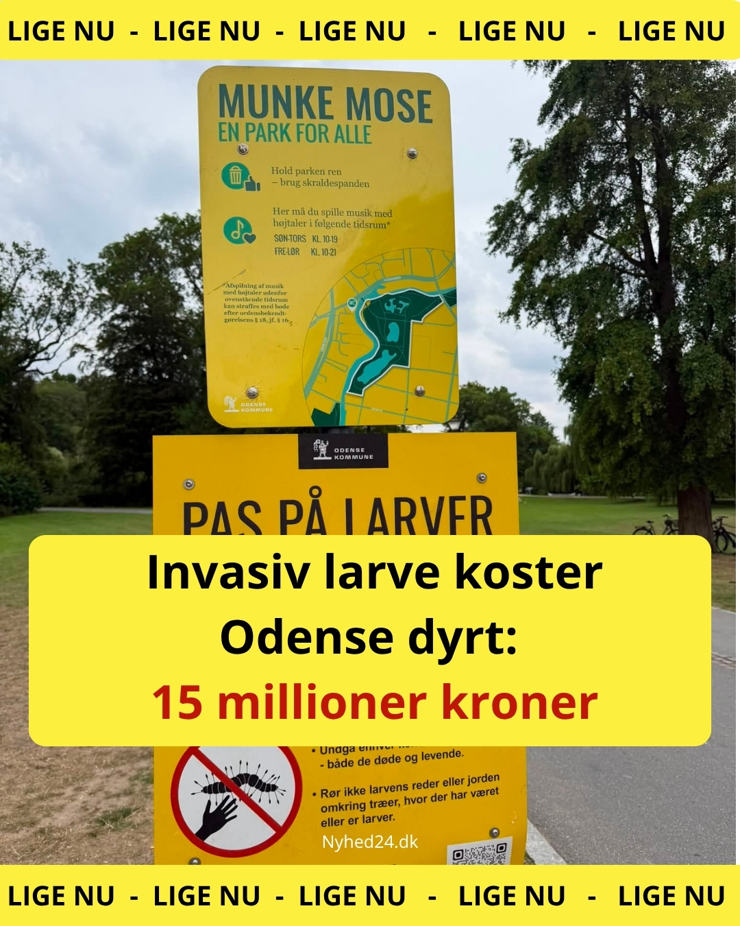 Odense brugte millioner på larvebekæmpelse – nu er regningen endnu størreOdense brugte millioner på larvebekæmpelse – nu er regningen endnu større