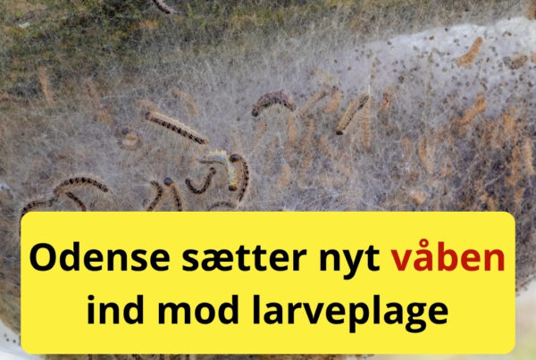 Odense tager nyt våben i brug mod ”larven fra helvede”