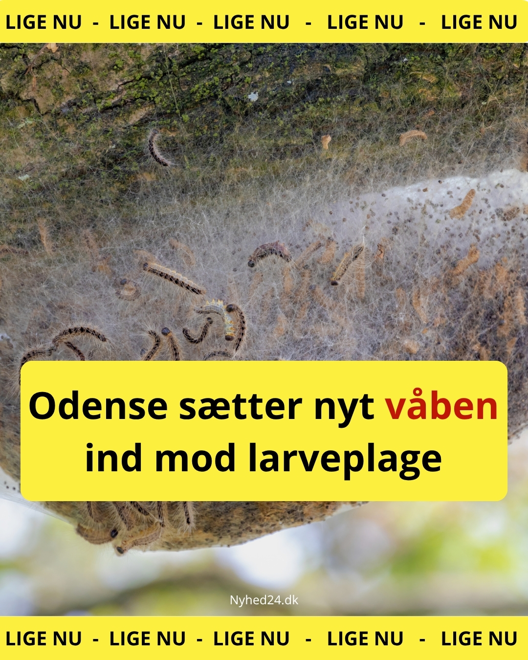 Odense tager nyt våben i brug mod ”larven fra helvede”