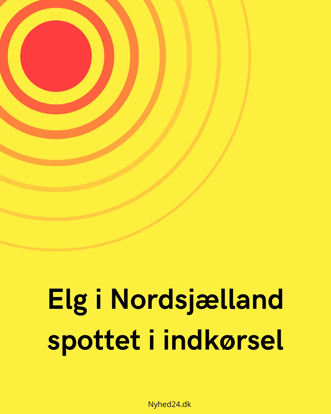 Elg i Nordsjælland spottet i indkørsel