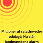 Millioner af salathoveder ødelagt: Nu slår landmændene alarm