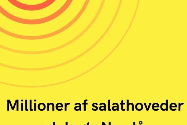Millioner af salathoveder ødelagt: Nu slår landmændene alarm