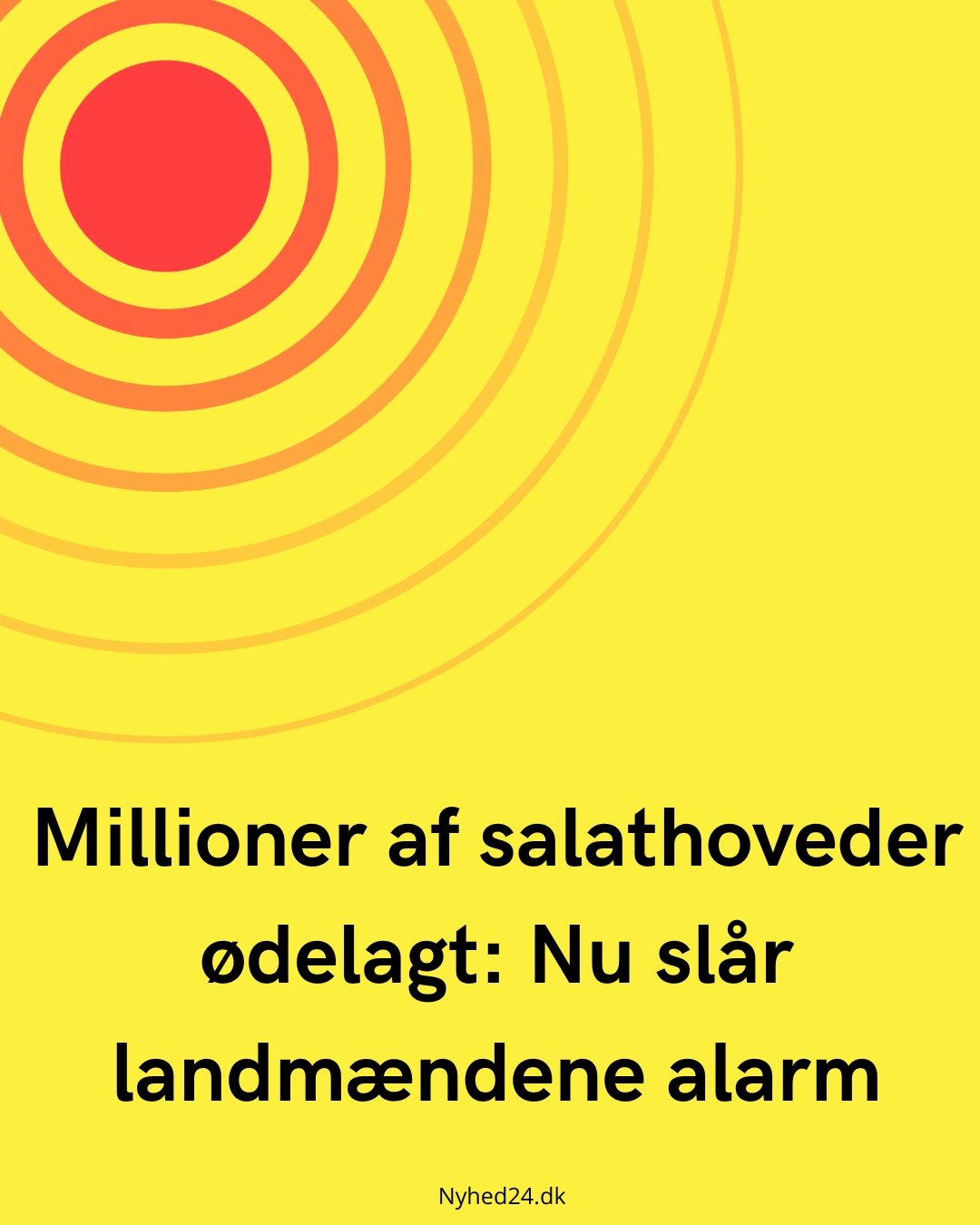 Millioner af salathoveder ødelagt: Nu slår landmændene alarm