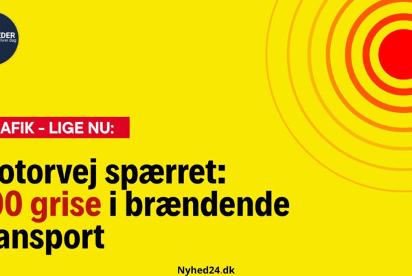 Motorvej spærret: 700 grise i brændende transport