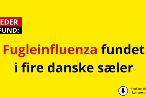 Fugleinfluenza fundet i fire danske sæler
