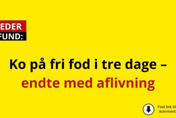 Ko på fri fod i tre dage – endte med aflivning