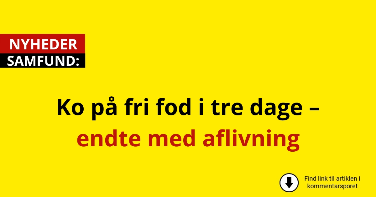Ko på fri fod i tre dage – endte med aflivning