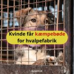 Kvinde får kæmpebøde for hvalpefabrik