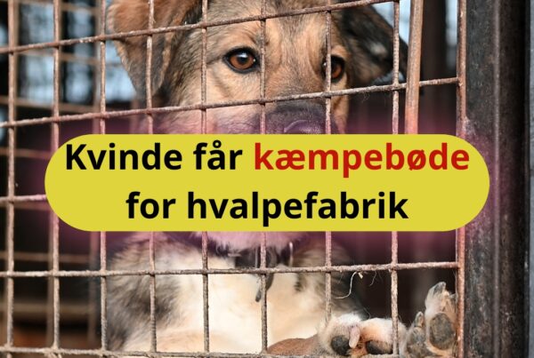 Kvinde får kæmpebøde for hvalpefabrik