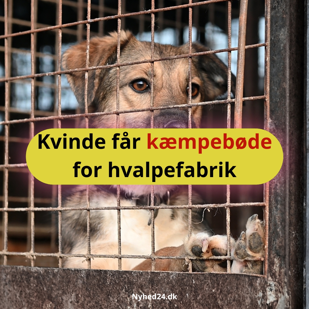 Kvinde får kæmpebøde for hvalpefabrik