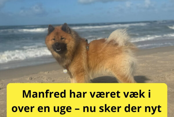 Manfred har været væk i over en uge – nu sker der nyt