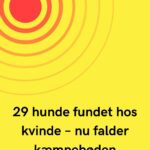 29 hunde fundet hos kvinde – nu falder kæmpebøden